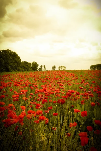 Paisaje de campo de amapola romántica con flores silvestres rojas — Foto de Stock