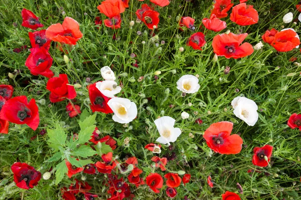 Äng med röda och vita vilda blommor — Stockfoto