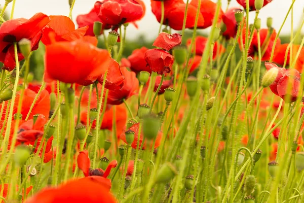Poppies field with buds under rays of sun — Stock Photo, Image