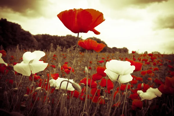 Červené a bílé květy v poli pod osvětlené oblohou — Stock fotografie