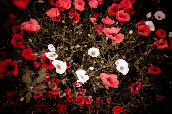 Flores iluminadas rojas y blancas en suelo oscuro — Foto de Stock