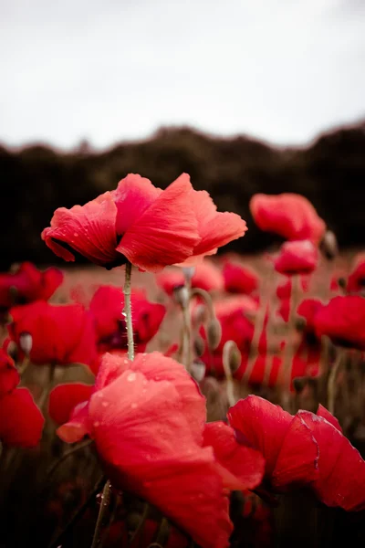 Red blooming flowers at dusk covered with raindrops — Stock Photo, Image