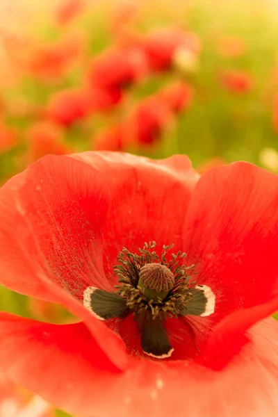 Červený květ v zobrazení makra s paličkou a pylu — Stock fotografie