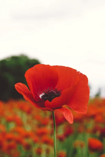 Red flower stem in focus before poppy field — Stock Photo, Image