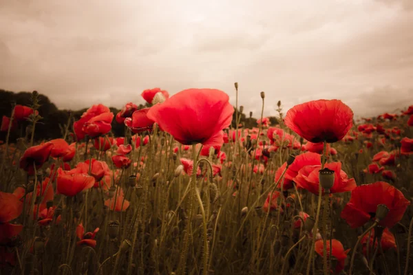 Red poppies in the field on aurora dawn — Stock Photo, Image