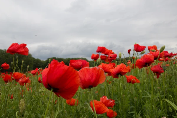 Red poppies field on cloudy day — Stock Photo, Image