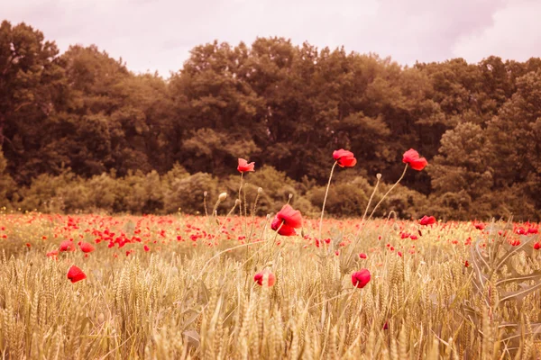 Red poppy field with wheat in sunset mist — Stock Photo, Image