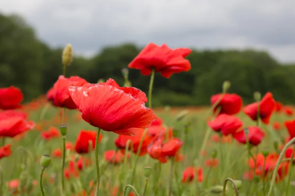 Campo de flores de amapola roja — Foto de Stock