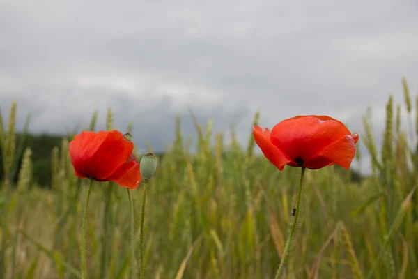 Červený mák květ s polem v pozadí — Stock fotografie