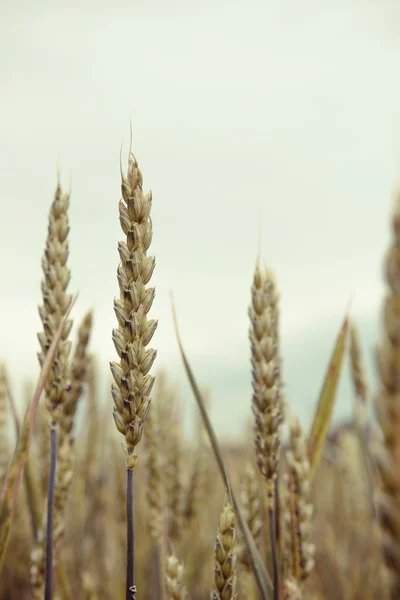 Espigas em amadurecimento do campo de trigo — Fotografia de Stock