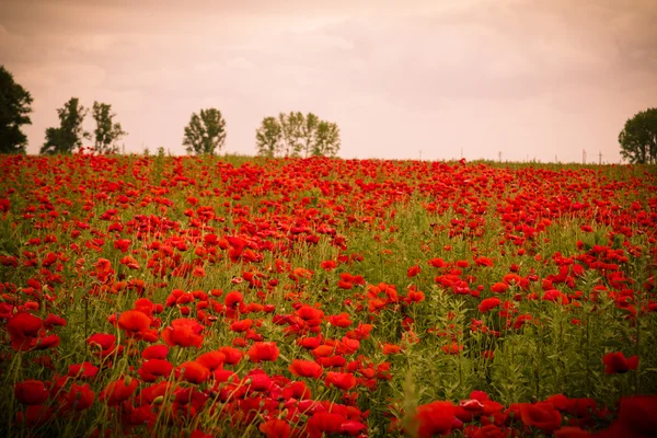 Campo romántico de amapolas rojas al amanecer — Foto de Stock