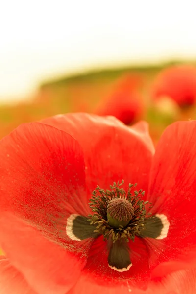 Jediný červený květ v pohledu shora makro — Stock fotografie