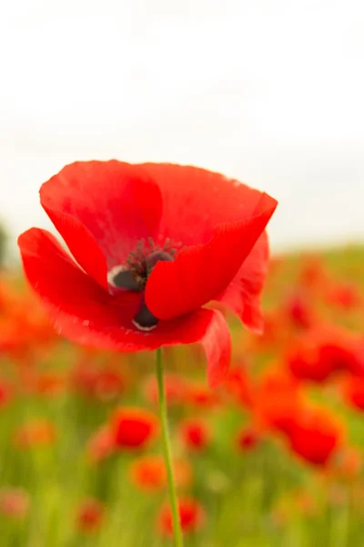 Single red puppy in focus ahead of wildflowers field — Stock Photo, Image