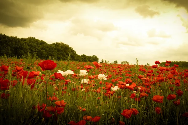 Sunset in horizon covering field of wild flowers — Stock Photo, Image