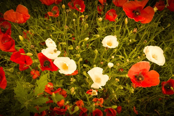 Top view of red and white wild flowers in field — Stock Photo, Image