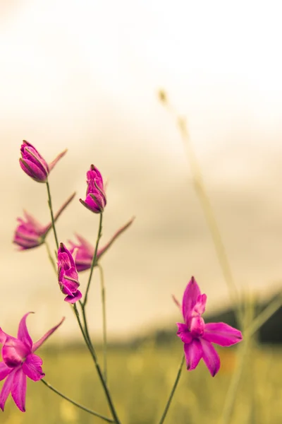 Violette bloemen landschap behang in mistige ochtend — Stockfoto