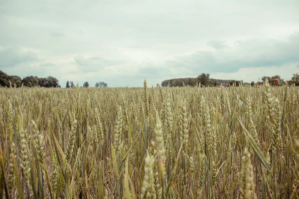 Tarweveld en oren van tarwe — Stockfoto