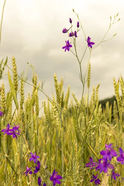 Grano con fiori viola al crepuscolo — Foto Stock