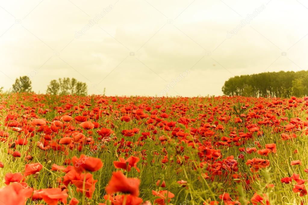 Beautiful landscape image of Summer poppy field with retro effec
