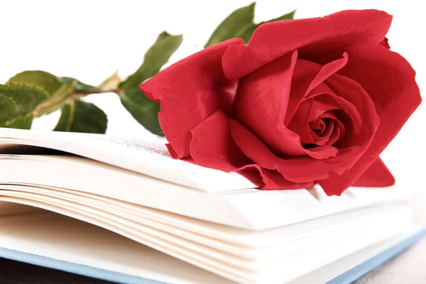 Libro aperto e rosa rossa su pagine di libro su sfondo bianco — Foto Stock