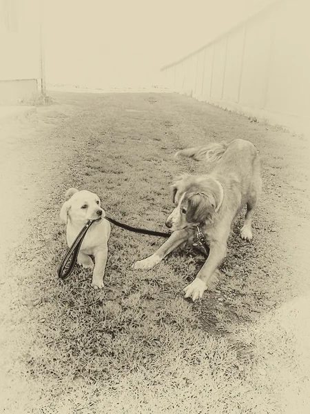 Přátelství mezi dvěma psy s vedením — Stock fotografie