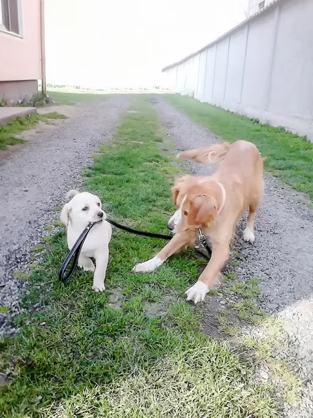 Dos cachorros paseando uno al otro con la correa —  Fotos de Stock