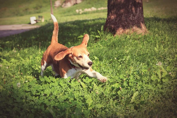 Beagle cachorro cão em jogar pose no parque correndo através de g verde — Fotografia de Stock