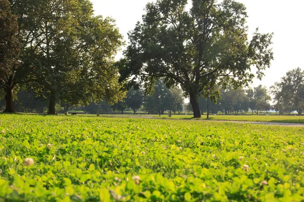 Schöne Landschaft mit grünem Rasen und Bäumen im Park — Stockfoto