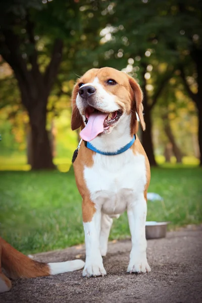 Prachtige trots beagle puppy hondje op platteland — Stockfoto