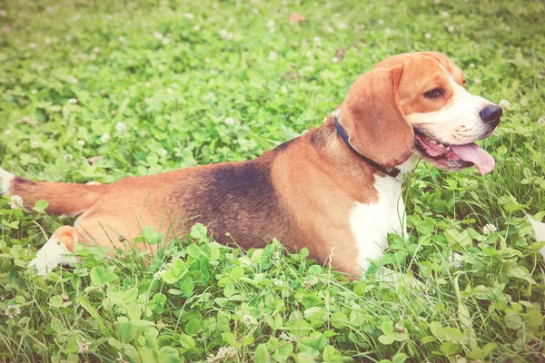 Piękne beagle szczeniak pies leży w zielonej trawie — Zdjęcie stockowe
