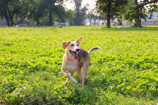 Cachorro de perro en pose de juego en la hierba en el prado verde —  Fotos de Stock