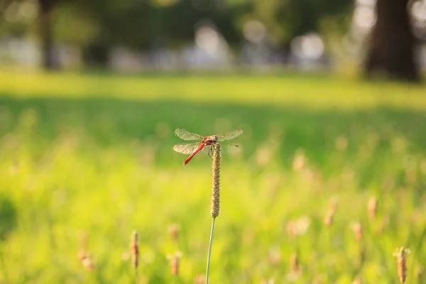 Rode dragonfly op een plant close-up — Stockfoto