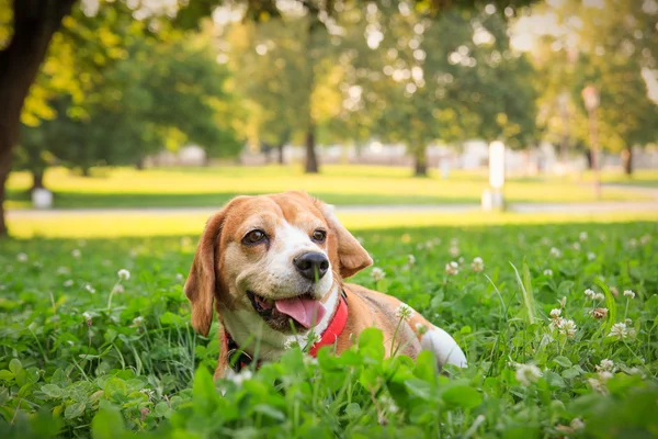 Le chien beagle chiot le plus mignon couché dans l'herbe — Photo