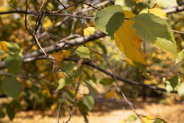 Almaty 'de sonbahar parkı yaprakları
