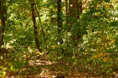 Ormanda sonbahar. Eylül