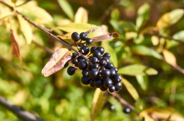 Bahçedeki yaşlı bir zencinin dalı.