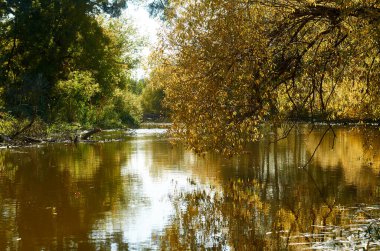 Güz parkında gölet ya da nehir kıyısında söğüt ağaçları