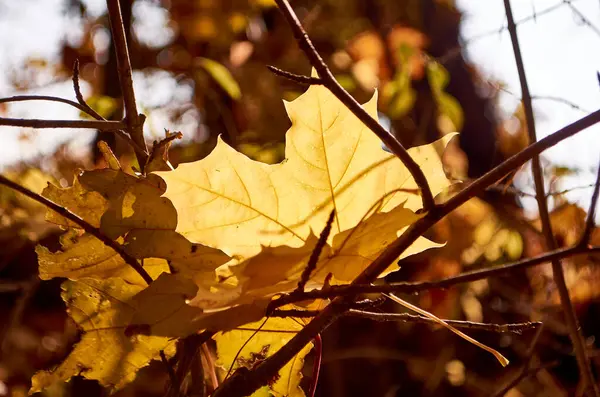 햇빛에 매달려 단풍잎 — 스톡 사진