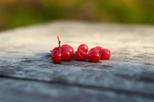 Bayas Viburnum Rojas Mesa Madera — Foto de Stock