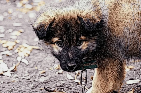 A young dog on a chain looks into the lens — Stock Photo, Image