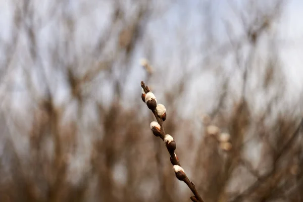Pussy Willow Branch Catkins Spring Background Traditional Decoration Palm Sunday — Φωτογραφία Αρχείου