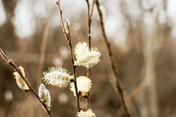 Pussy willow branch with flowering catkins — Stockfoto