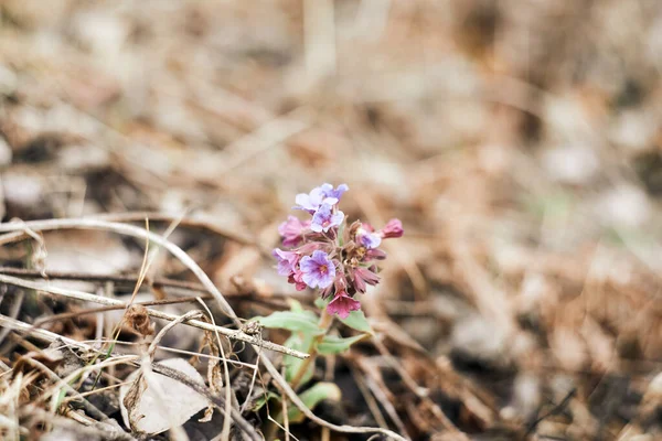 Pulmonaria officinalis floreciente en el bosque. — Foto de Stock