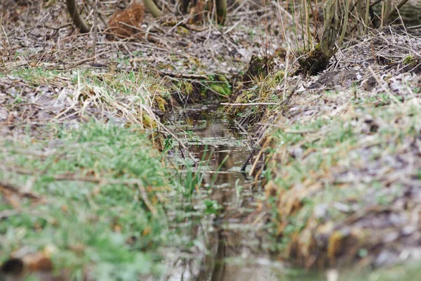 Фото родниковой воды в лесу в апреле — стоковое фото