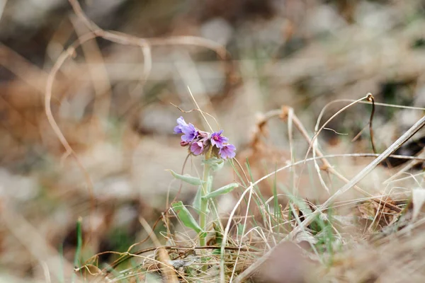Las pequeñas flores violetas de la lombriz - la planta medicinal — Foto de Stock
