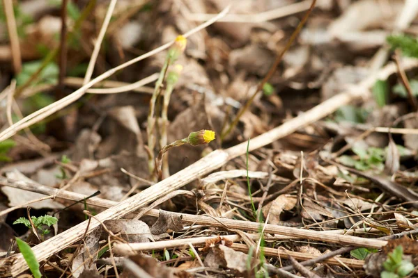 Foto di fiore giallo del coltfoot sta circa per fiorire — Foto Stock