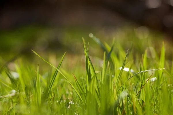 Green Grass Evening Sunlight April — 스톡 사진