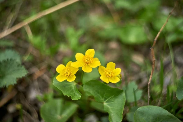 Photo Three Yellow Marygold Flowers Meadow — Foto de Stock