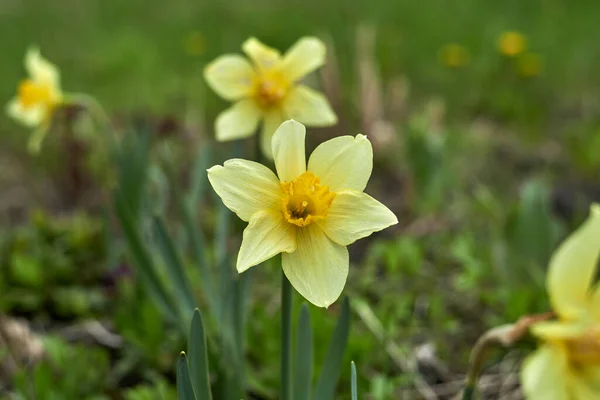 Narcissus Pseudonarcissus Comúnmente Conocido Como Narciso Silvestre Lirio Cuaresmal Una — Foto de Stock