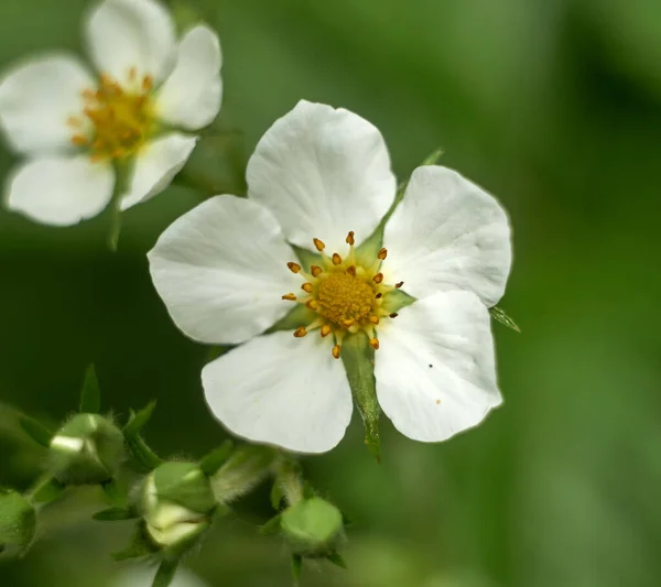 Photo White Strawberry Flower Closeup — Zdjęcie stockowe